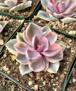 Echeveria Rainbow, Variegated Succulent, Pink Echeveria, Rare Plant in 3.5