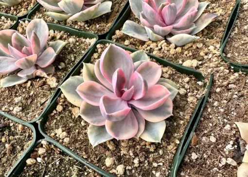 Echeveria Rainbow, Variegated Succulent, Pink Echeveria, Rare Plant in 3.5" pot