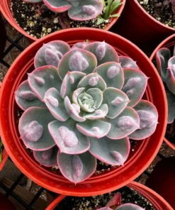 Echeveria Raindrops, Rare Succulent, Rooted Plant in 3