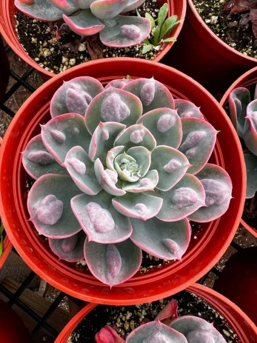 Echeveria Raindrops, Rare Succulent, Rooted Plant in 3", 4'', 6'' pot