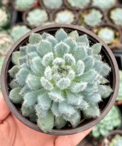 Echeveria Setosa Mexican Firecracker, Exotic Succulent, Fuzzy plant in 2'', 4