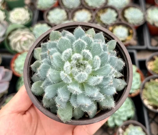 Echeveria Setosa Mexican Firecracker, Exotic Succulent, Fuzzy plant in 2'', 4" pot