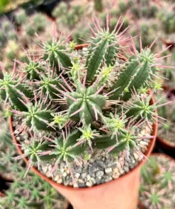 Euphorbia Ferox Clusters, African Milk Barrel, Live Plant in 3.5