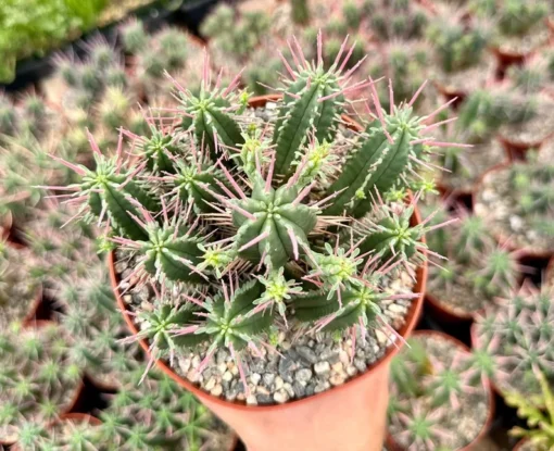 Euphorbia Ferox Clusters, African Milk Barrel, Live Plant in 3.5", 6" pot