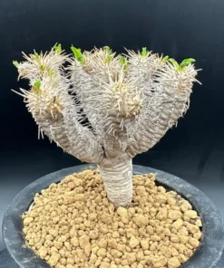 Euphorbia Guillauminiana Madagascar Jewel Succulent Bare Root