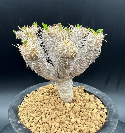 Euphorbia Guillauminiana Madagascar Jewel Succulent Bare Root