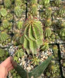 Euphorbia Horrida Boiss, Rare Succulent, Live Plant in 4