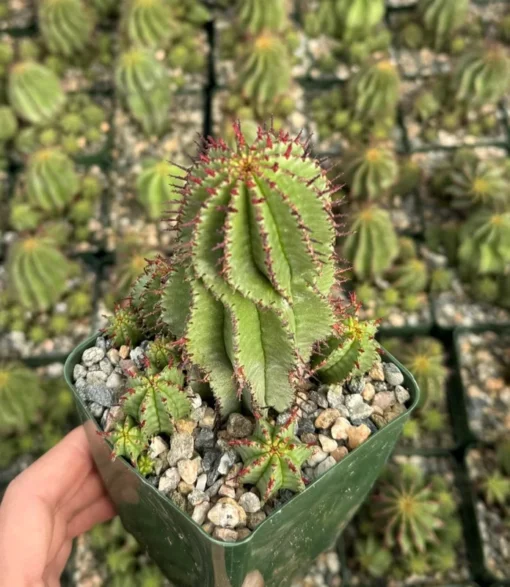 Euphorbia Horrida Boiss, Rare Succulent, Live Plant in 4", 6'' pot