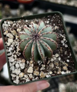 Euphorbia Horrida Boiss Snake Cactus Succulent 3'' Pot Live Plant