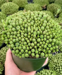 Euphorbia Monstrose Live Succulent Plant Cactus Cluster 2 4 6 inch Pots