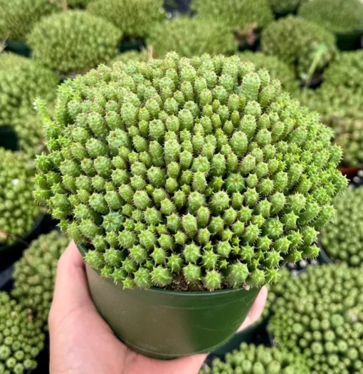 Euphorbia Monstrose Live Succulent Plant Cactus Cluster 2 4 6 inch Pots