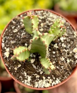 Euphorbia Resinifera Resin Spurge Live Plant 6