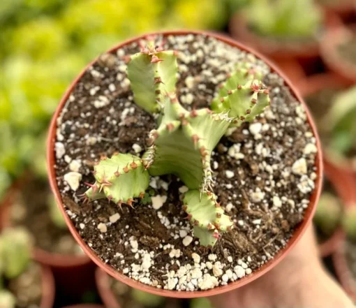 Euphorbia Resinifera Resin Spurge Live Plant 6" Pot Succulent