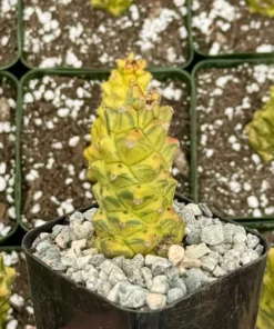 Euphorbia RichEye Variegated Succulent Gold Plant 2