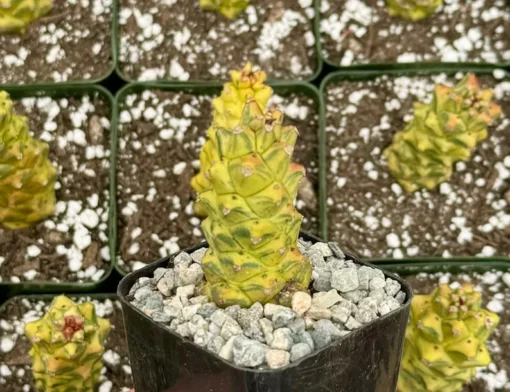 Euphorbia RichEye Variegated Succulent Gold Plant 2" 4" Pot