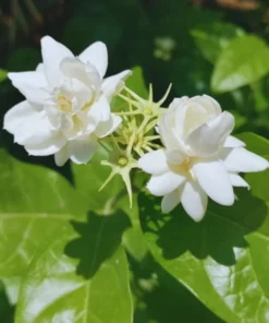 Fragrant Arabic Jasmine Bush Live Plant – 8-10 Inch Tall in 4-Inch Pot, Easy to Grow