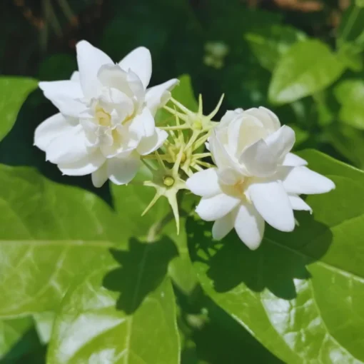 Fragrant Arabic Jasmine Bush Live Plant – 8-10 Inch Tall in 4-Inch Pot, Easy to Grow