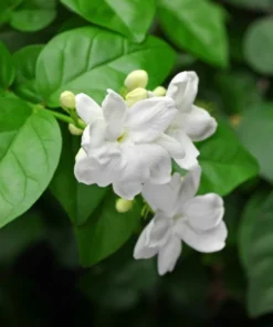 Fragrant Arabic Jasmine Bush Live Plant – 8-10 Inch Tall in 4-Inch Pot, Easy to Grow