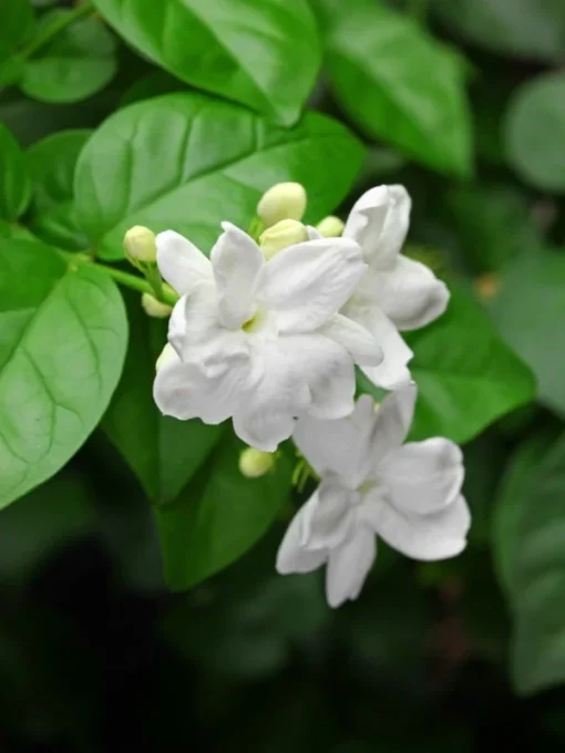 Fragrant Arabic Jasmine Bush Live Plant – 8-10 Inch Tall in 4-Inch Pot, Easy to Grow