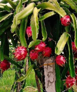 Fresh Red Dragon Fruit Tree – Live Plant in 4in Pot – Fast Growing