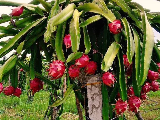 Fresh Red Dragon Fruit Tree – Live Plant in 4in Pot – Fast Growing