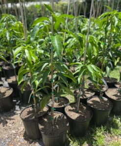 GLENN MANGO TREE (Grafted) 3 feet tall. Free Shipping.