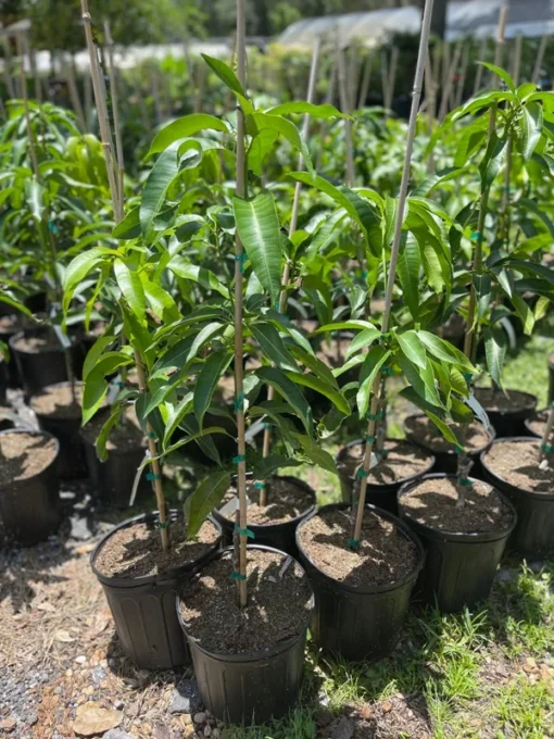 GLENN MANGO TREE (Grafted) 3 feet tall. Free Shipping.