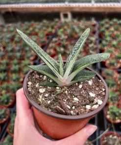 Gasteria Little Warty Succulent Live Plant - 4'' Pot