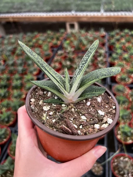 Gasteria Little Warty Succulent Live Plant - 4'' Pot