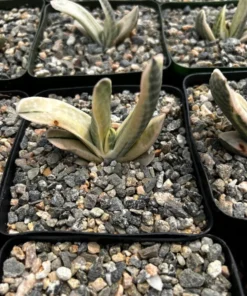 Gasteria Sakura Fuji Variegated Hybrid Succulent 3.5