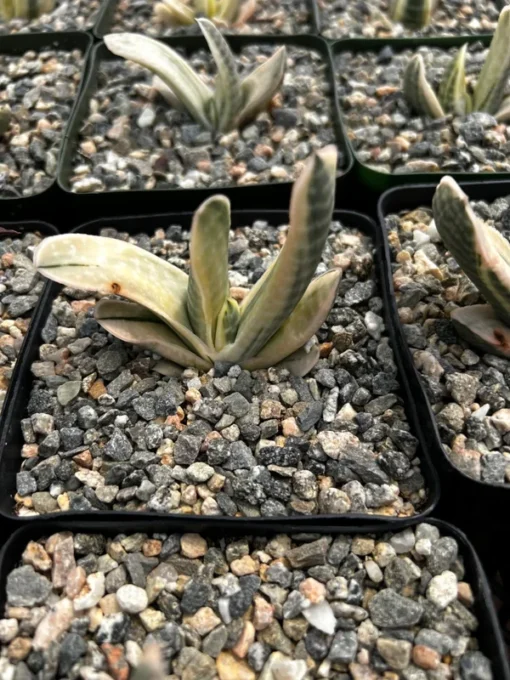 Gasteria Sakura Fuji Variegated Hybrid Succulent 3.5" Pot | Rare Plant