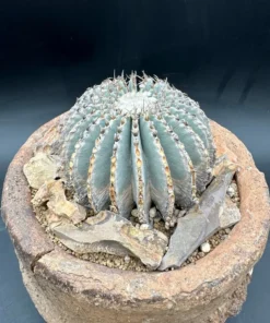 Geohintonia Mexicana Cactus Rare Exotic Plant 4