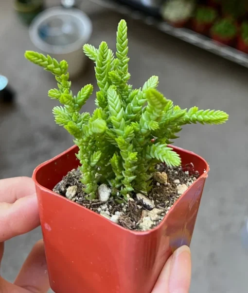 Giant Watch Chain, Princess Pine, Live Potted Succulent in 2" pot