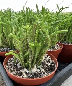 Giant Watch Chain, Princess Pine, Live Potted Succulent in 4