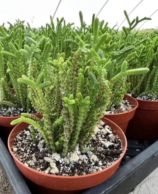 Giant Watch Chain, Princess Pine, Live Potted Succulent in 4" pot