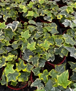 Gold Child Ivy, Trailing Plant, Climbing Plant, Easy Care House Plant in 4'' pot