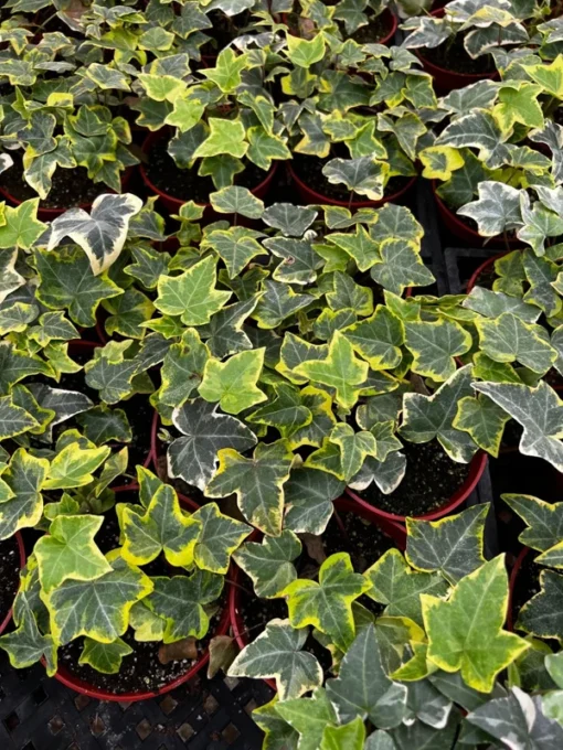 Gold Child Ivy, Trailing Plant, Climbing Plant, Easy Care House Plant in 4'' pot