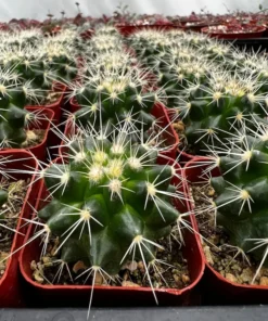 Golden Barrel Cactus 2