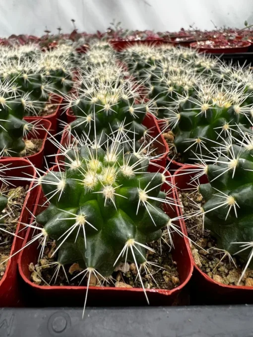 Golden Barrel Cactus 2" Live Plant Echinocactus Grusonii | SkyGardenByPhoenix