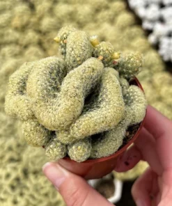 Golden Brain Cactus, Red Brain Cactus, Crested Cactus, Mammillaria Cristata Cactus, Rare Cactus, Unique Plant in 4" pot