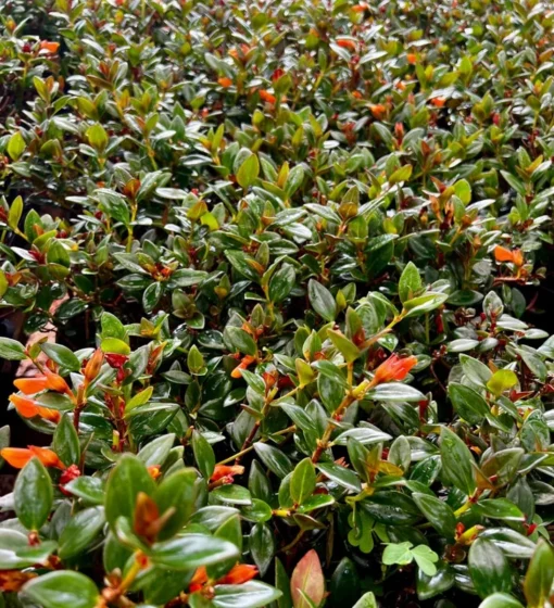 Goldfish plant, Columnea Nematanthus, Live Plant in 4", 6" pot