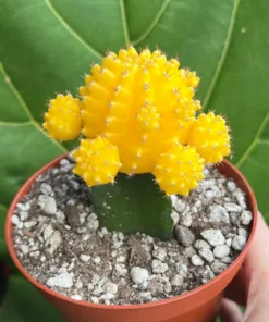 Grafted Cactus Pink Yello Red Gold Colorful Moon Cactus 4” pot, Grafted Cristata Brain Cactus 4