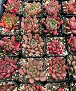 Graptoveria 