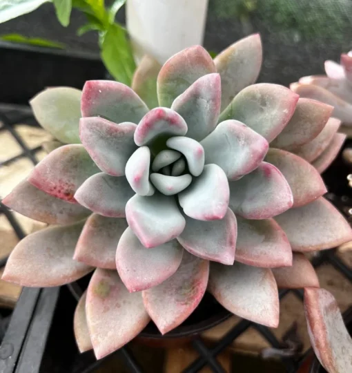 Graptoveria Opalina Pink Succulent Live Plant 4'' Pot | Rare Succulent