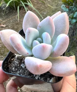 Graptoveria Opalina Succulent Plant 2.5