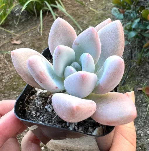 Graptoveria Opalina Succulent Plant 2.5" Pot Pink Live Plant