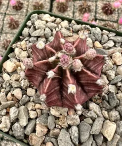 Gymnocalycium Mihanovichii, Chin Cactus, Rare Cactus, Red Cactus, Exotic Plant in 2'', 3" pot