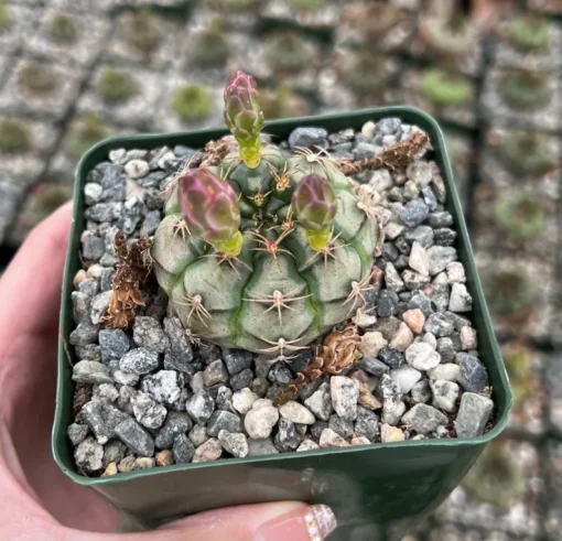 Gymnocalycium Rotundulum Pink Cactus Live Plant 3.5 inch Pot Rare Cactus