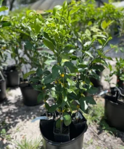 HARVEY LEMON TREE (Grafted) 3 Feet Tall. Free Shipping.