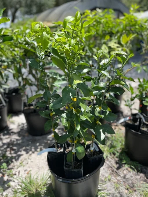 HARVEY LEMON TREE (Grafted) 3 Feet Tall. Free Shipping.